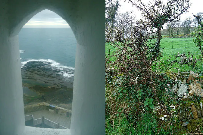 The ocean and the blackthorn fairy trees along the southeast coast of Ireland. (Susan James)