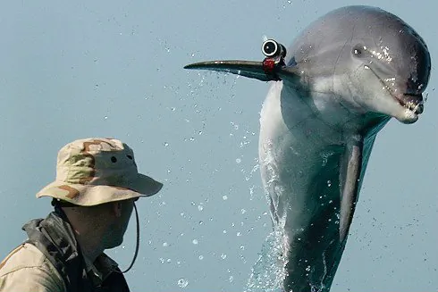 3 Strangest Uses of Animals in the Military (Video)