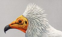 Rare Egyptian Vulture Rescued and Released in India