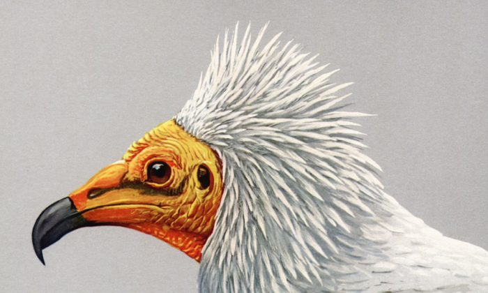 Painting of an Egyptian Vulture (Commons_Wikimedia.org)