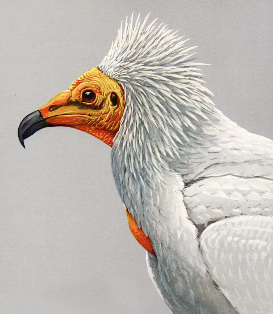 Painting of an Egyptian Vulture (Commons_Wikimedia.org)