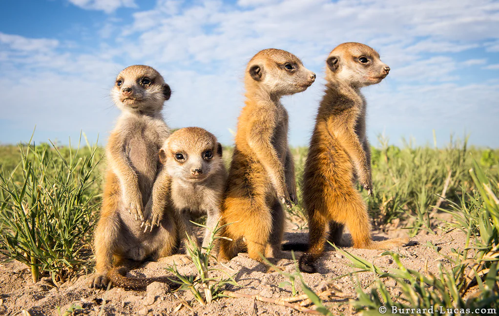 (Burrard-Lucas Photography)