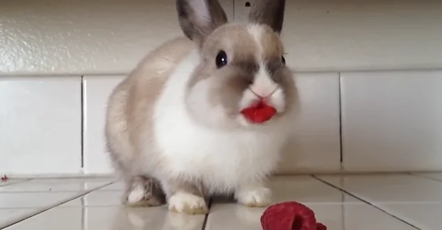 Bunny Eating Raspberries—Left Wearing ‘Lipstick’