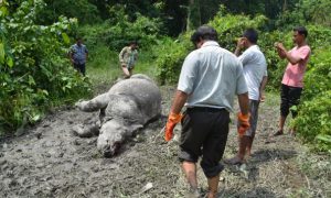 Poacher Kills Another Rhino in Wildlife Sanctuary