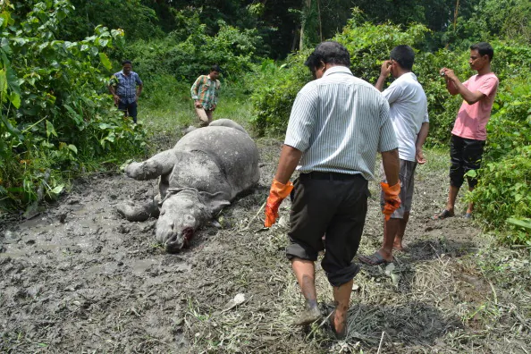 Poacher Kills Another Rhino in Wildlife Sanctuary