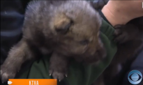 Injured Wolf Pups Rescued From Alaska Forest Fire (Video)