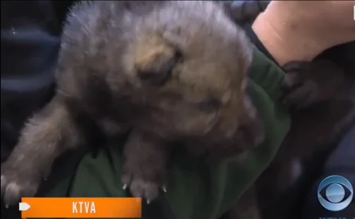 Injured Wolf Pups Rescued From Alaska Forest Fire (Video)