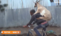 Video of Goat Riding on Back of Bicyclist Goes Viral (Video)