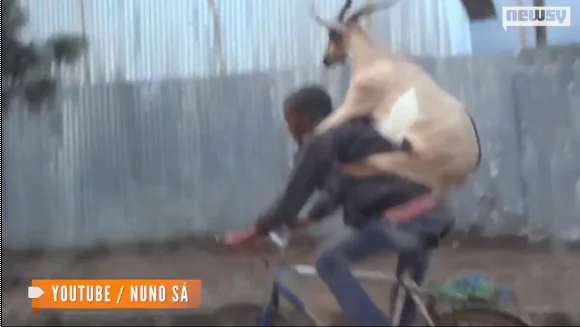 Video of Goat Riding on Back of Bicyclist Goes Viral (Video)