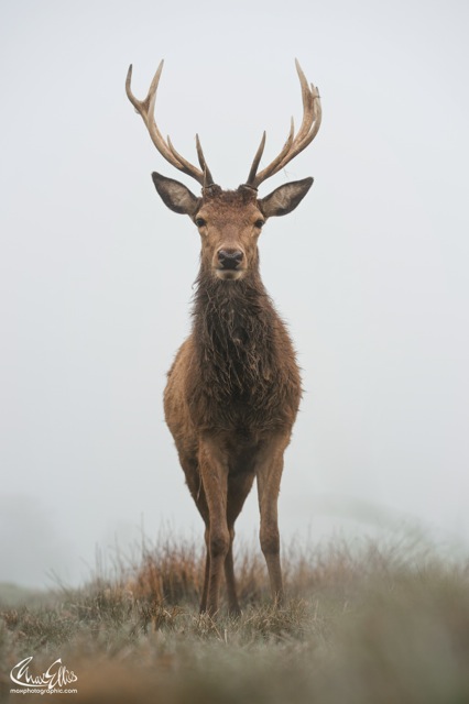 Statuesque (Max Ellis)