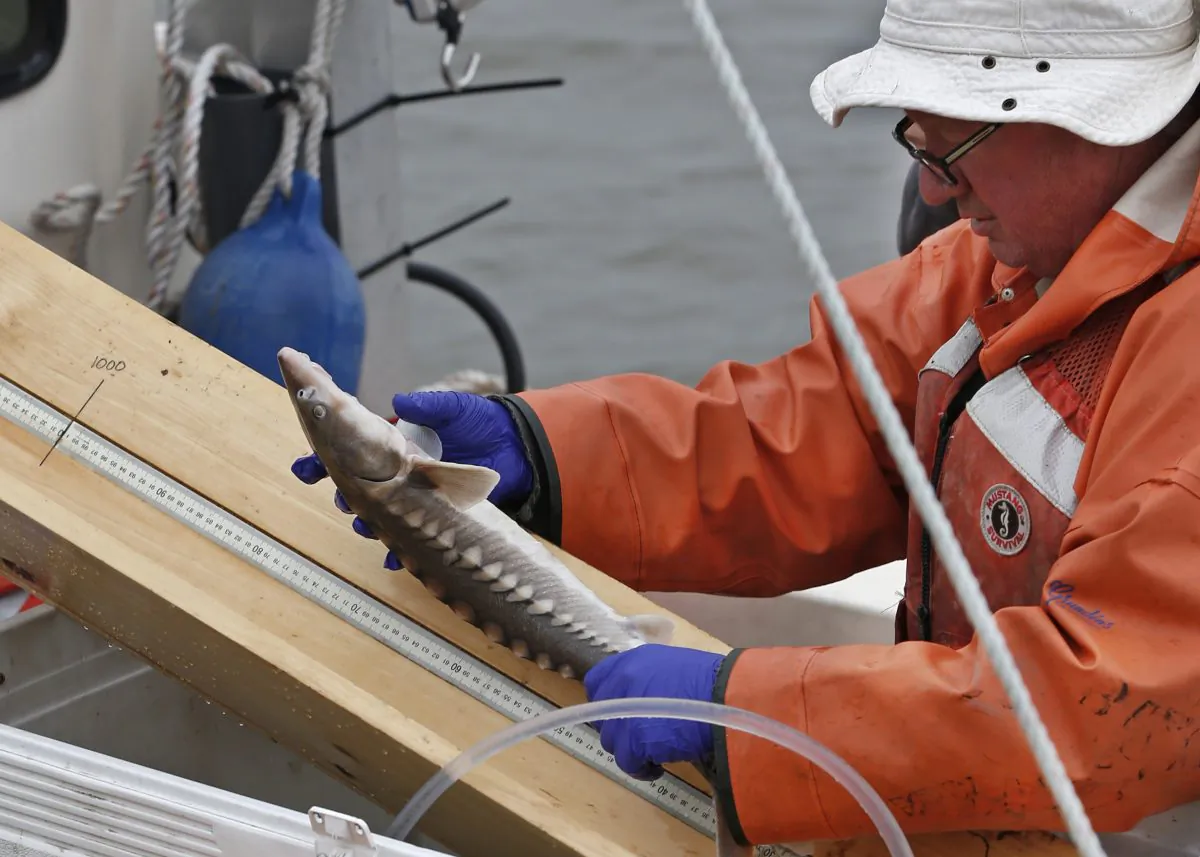 Biologist Chris Burnett places a shortnosed sturgeon on a board containing a ruler for measuring before implanting an electronic an electronic tracking device in the fish's belly near the Tappan Zee Bridge north of Tarrytown, N.Y., Wednesday, May 28, 2014. (AP Photo/Kathy Willens)