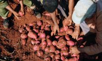 10+ Health Benefits of Sweet Potatoes