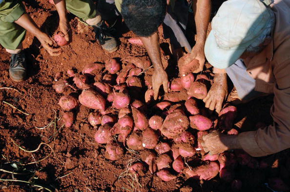Farmers harvest sweet potatoes in Guira de Melena village, 40km south of Havana, on October 20, 2008. 