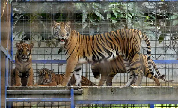 Twelve Young Tigers Spotted in India