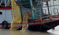 Six New Tigers Spotted in Sunderbans