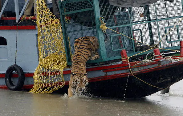 Six New Tigers Spotted in Sunderbans