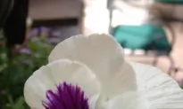 Mother’s Day— A Celebration of Love and Health