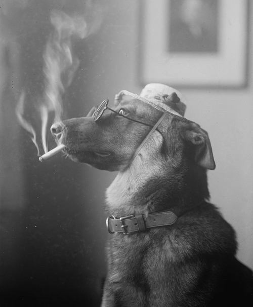 "Alex", 1923. A prize winning police dog who "smokes cigarettes n' everything.