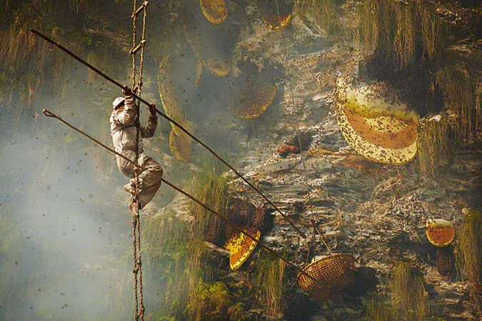 Andre Newey captures the honey hunter taking aim at the honey with two tango's (sharpened sticks). One to push the honey combs of the cliff and one to position the basket just beneath the honey. Whilst dangling on a 200 feet high ladder.
