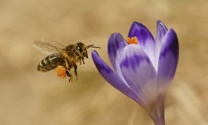 A group of Canadian and European scientists is calling for a discussion in the science community about the potential impact of neonicotinoid pesticides on bees. They're hoping for clarification in what they say is one of the most controversial topics in science and policy. (Photos.com)