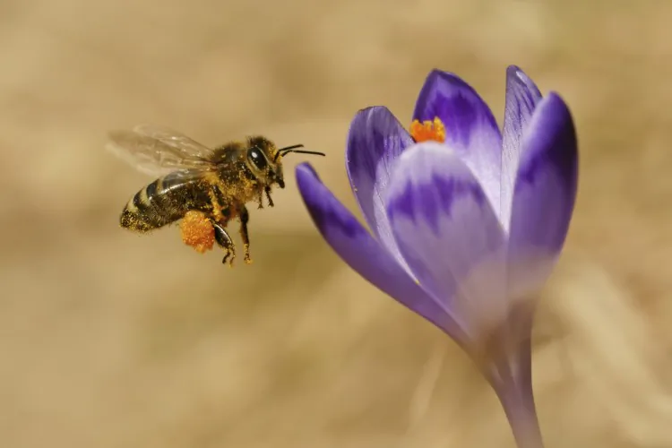 A group of Canadian and European scientists is calling for a discussion in the science community about the potential impact of neonicotinoid pesticides on bees. They're hoping for clarification in what they say is one of the most controversial topics in science and policy. (Photos.com)
