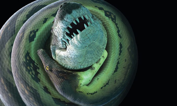 A new crocodilian species lived in freshwater rivers 60 million years ago, in close proximity to Titanoboa, a monster snake that would have been a formidable threat, says Jonathan Bloch. "Every once in a while, there was likely an encounter between Anthracosuchus and Titanoboa. Titanoboa was the largest predator around and would have tried to eat anything it could get its mouth on." (University of Florida)