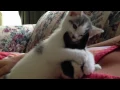 When Cats and Rabbits Become Friends, Cuteness Overload Ensues (Videos)