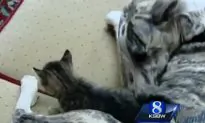 Dog Adopts 4 Kittens