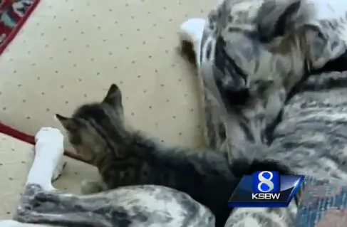 Dog Adopts 4 Kittens