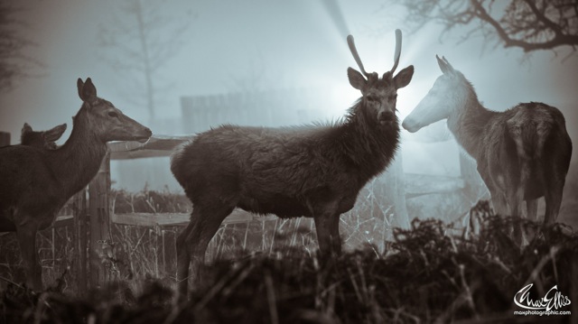 Foggy (Max Ellis)