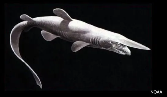 Florida Fisherman Accidentally Catches Rare Goblin Shark