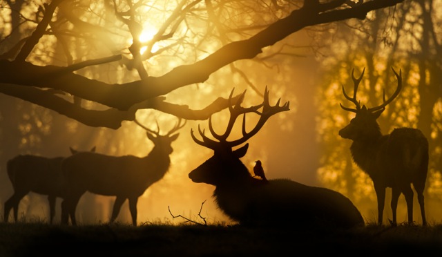 Gold Dawn (Max Ellis)