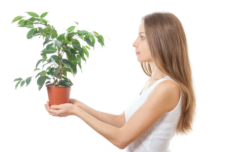 Are there thoughts in those thin, green leaves? (Shutterstock*)
