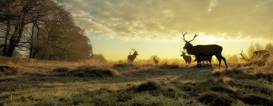 Stag (Max Ellis)