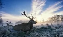 Catching a Glimpse of a Wild Animal, the Majesty of Nature Is More Apparent (Photo Gallery)