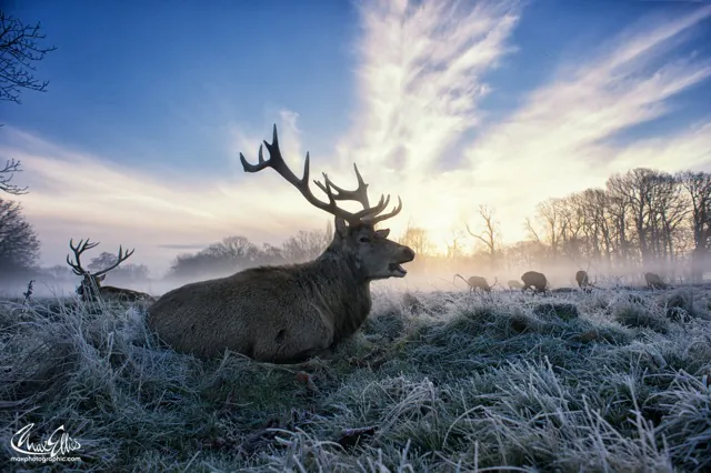 Misty Frosty Stag (Max Ellis)