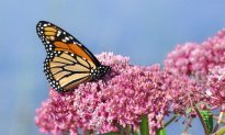 Why Monarch Butterflies Need a Helping Hand