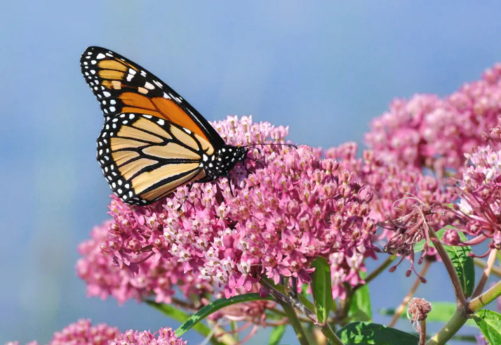 Monarch Butterfly (Danaus plexippus) on swamp milkweed wildflower. (Thinkstock)