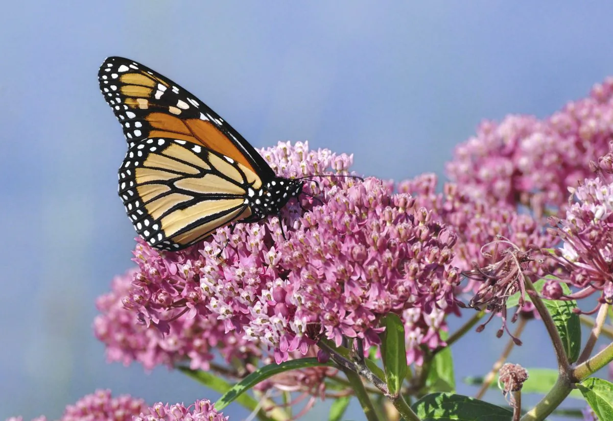 Watch a monarch butterfly flutter from plant to plant and while you admire its beauty, you will also witness one of nature’s more challenging survival stories. (herreid/thinkstockphotos.com)