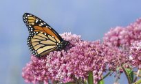 Monarch Butterflies Making Small Comeback Despite Cold Weather, Torrential Rains