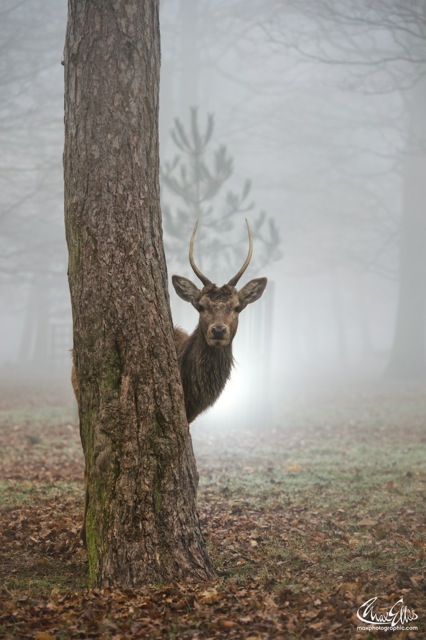 Peekaboo (Max Ellis)