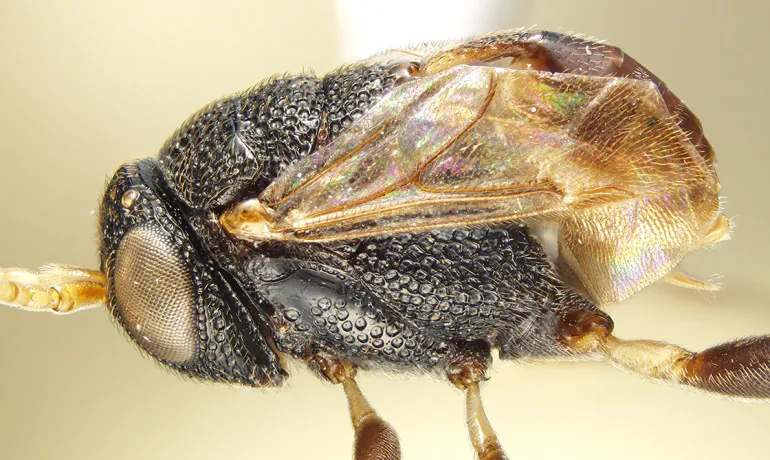 "We didn't know these new species existed until now, and at least two of them are found only in a small patch of forest in Kenya that is threatened by mining activity," Andy Deans says. (Penn State)