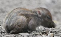 Rare (and Cute) Warty Piglet Born at Chester Zoo