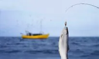 GM Salmon Threaten Already-Declining Fish Populations