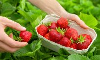 5 Healthy Benefits of Strawberries