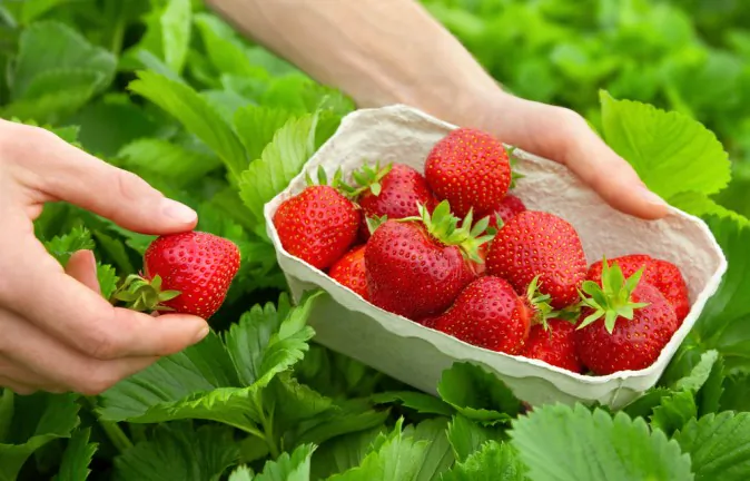 5 Healthy Benefits of Strawberries