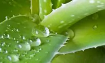 Heartburn? Try Aloe Vera