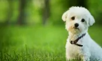 Majority of Pets Overweight; How to Tell if Your Furry Friend Is Packing Extra Pounds
