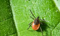 Tips for Preventing Ticks and Treating Bites (Video)