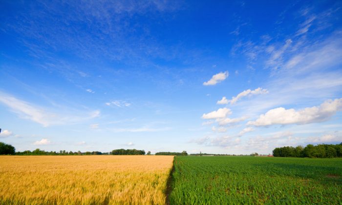 Wheat and corn. (Shutterstock*)